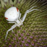 Misumena vatia