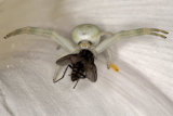 Misumena vatia