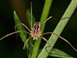 Harvestman