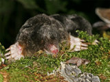 Insectivores