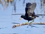 Moorhen