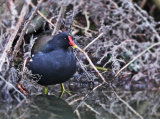 Moorhen