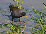 Moorhen