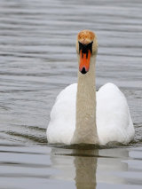 Mute Swan