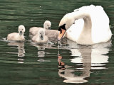 Mute Swans