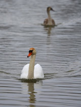 Mute Swan