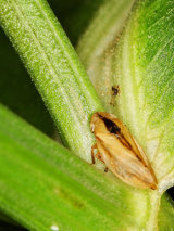 Neophilaenus lineatus