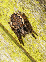 Nuctenea umbratica