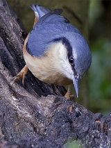 Nuthatch (Sitta europaea)