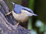 Nuthatch (Sitta europaea)