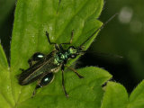 Oedemera Nobilis