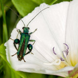 Oedemera Nobilis