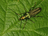 Oedemera Nobilis (Female)