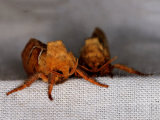 Swifts & Clearwings