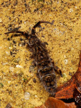Orchesella villosa