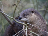 Otter