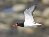 Oystercatcher
