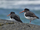 Oystercatcher