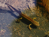 Palmate Newt (Lissotriton helveticus)