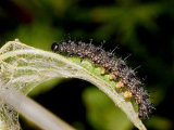 Peacock Caterpillar