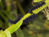 Peacock Caterpillars