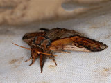 Pebble Prominent