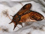 Pebble Prominent