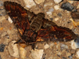Pebble Prominent