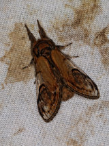 Pebble Prominent