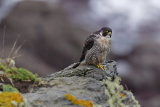 Peregrine