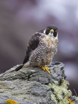 Peregrine