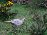 Pheasant