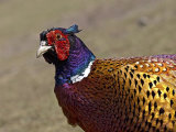 Pheasant