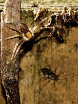 Philodromus cespitum