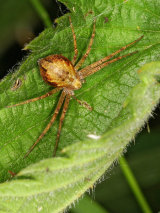 Philodromus cespitum