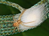 Philodromus dispar