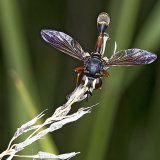 Physocephala rufipes