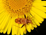 Phytocoris varipes