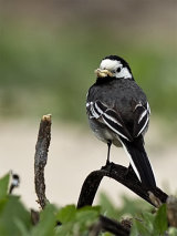 White Wagtail (Motacilla alba alba)