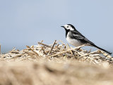 Pied Wagtail