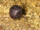 Pill Woodlouse