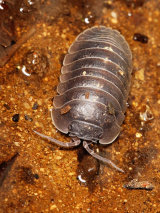 Pill Woodlouse