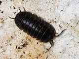 Pill Woodlouse
