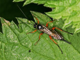 Pimpla rufipes