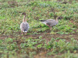 Pink-footed Geese