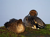 Pintail