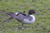 Pintail