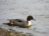 Pintail
