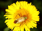 Plagiognathus chrysanthemi
