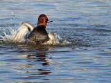 Pochard
